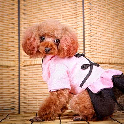 缘爱宠物:天津城区南开区王顶堤/华苑附近