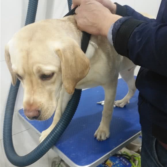 毛毛宠物医院:聊城市东昌府区聊大附近