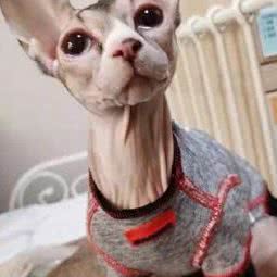 喵不可言家庭猫宿寄养(天拖店):天津城区南开区王顶堤/华苑附近