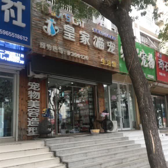 皇家猫宠:聊城市东昌府区闸口附近