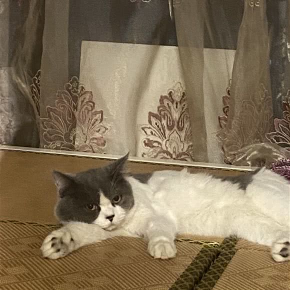 美宝猫咪家庭寄养:天津城区南开区王顶堤/华苑附近