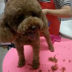 非凡宠物:聊城市东昌府区兴华西路附近