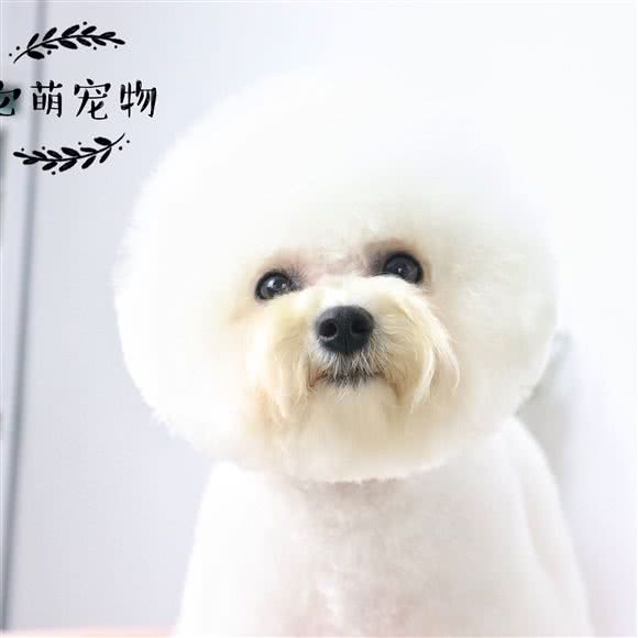 它萌宠物高端洗护美容:聊城市东昌府区东昌湖风景区附近