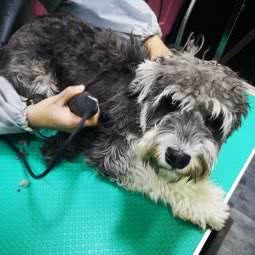 喜欢你宠物生活馆:滨州市邹平市邹平市附近