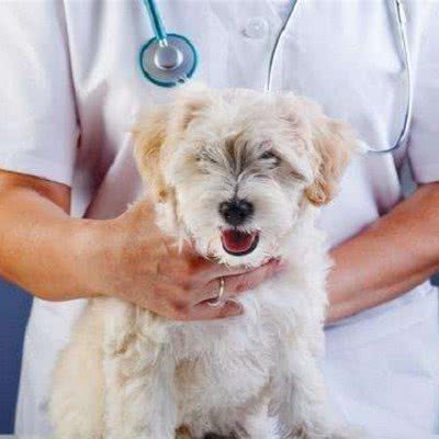 邹平市喜宠动物医院:滨州市邹平市邹平市附近