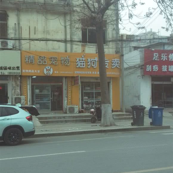 精品宠物猫狗专卖:菏泽市牡丹区香格里拉附近