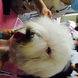 爱狗e族宠物:菏泽市牡丹区大剧院附近