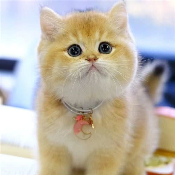 欢喜猫舍·宠物猫生活馆:郑州市中原区中原万达附近