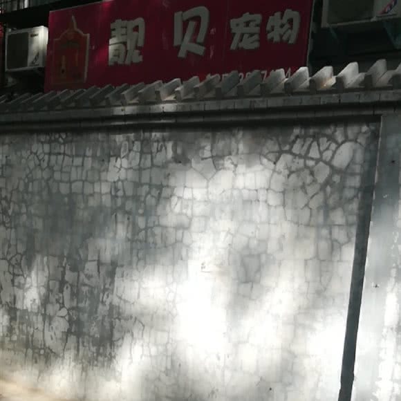 靓贝宠物:郑州市中原区中原万达附近