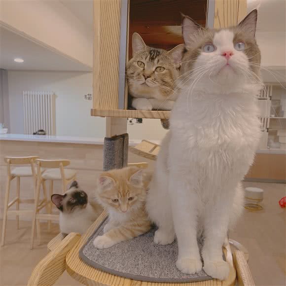 猫生物语·猫咖:郑州市中原区中原万达附近