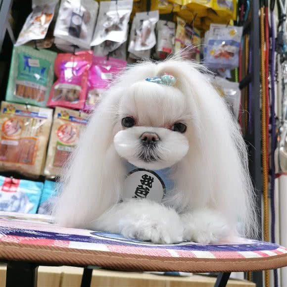 摩卡宠物会所:天津城区南开区长虹公园附近