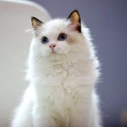 哆咪布偶猫舍(锦艺城店):郑州市中原区锦艺城/王府井附近