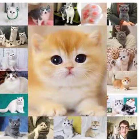 阿一宠物猫舍(王府井店):郑州市中原区锦艺城/王府井附近