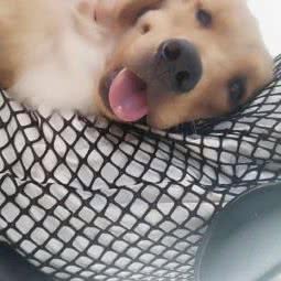 多乐宠物生活馆:郑州市中原区冉屯路/五龙口附近