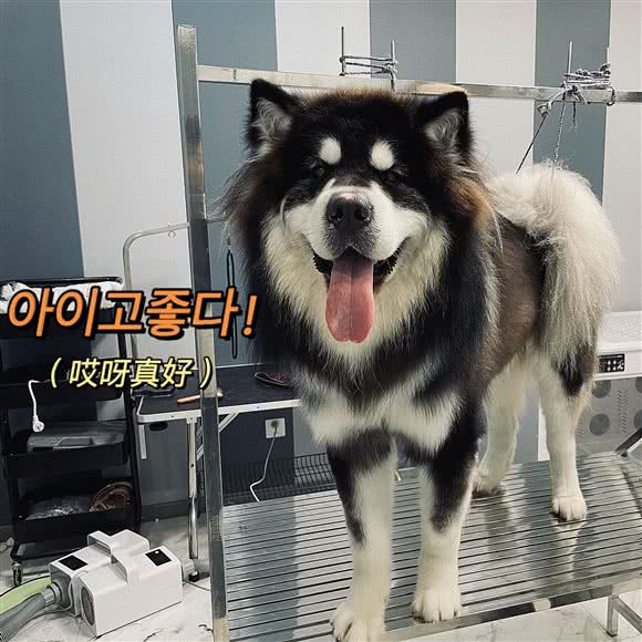 一个好看的宠物店:天津城区南开区长虹公园附近