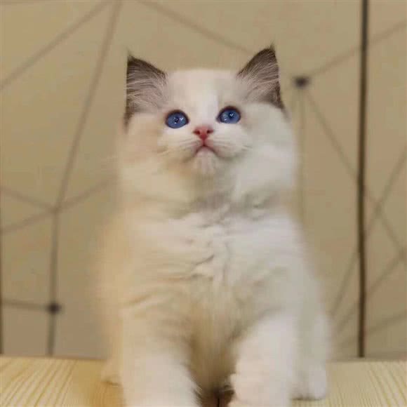 相见宠物:郑州市中原区郑州大学新校区附近