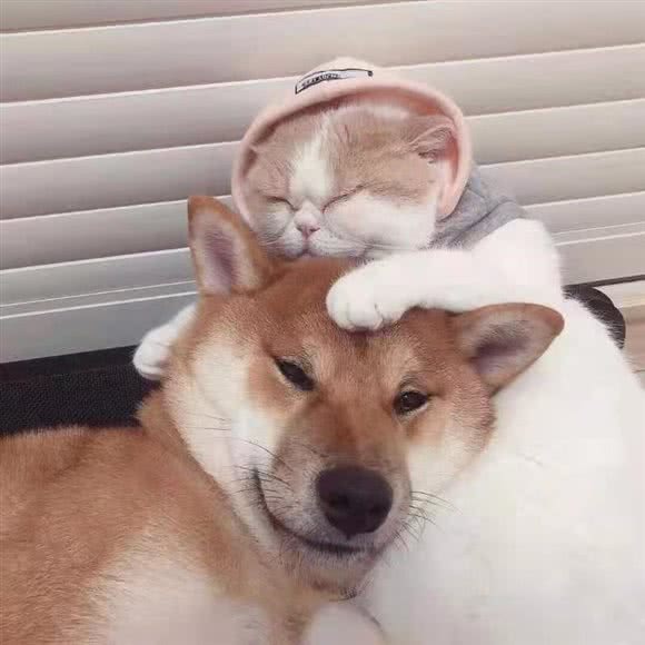 亲爱的宠物美容馆(潮流茂店):郑州市中原区郑州大学新校区附近