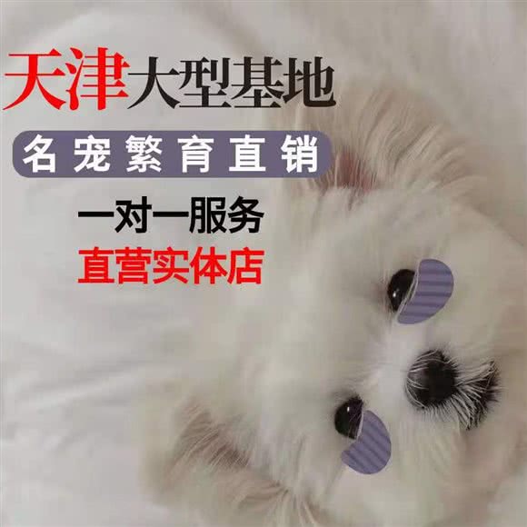 津沽名宠.大型购宠基地.宠物猫狗活体.CKU犬舍(总店):天津城区南开区长虹公园附近