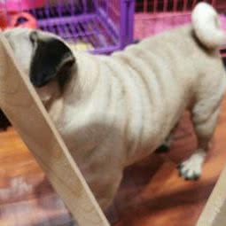 梦工坊:郑州市中原区工大新校区附近