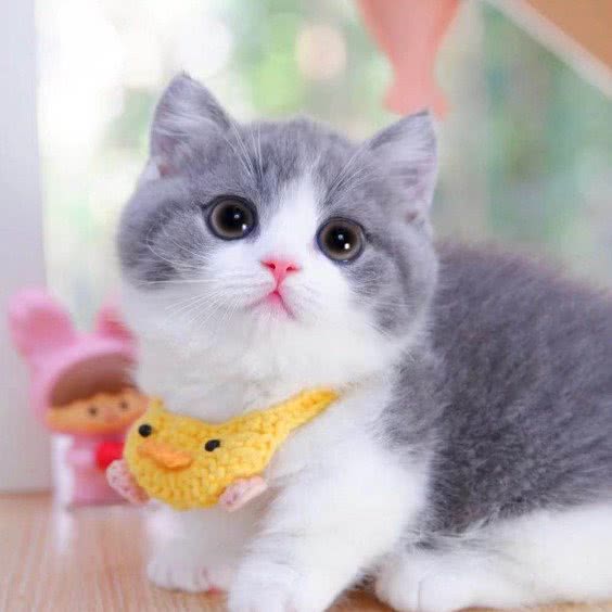 小猫来了·猫舍犬舍直营店·优选活体基地:天津城区南开区长虹公园附近