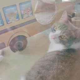 朵拉咪宠物:郑州市中原区华强城市广场附近