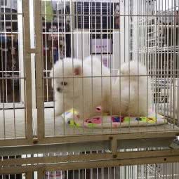 巴巴泰迪:郑州市二七区升龙广场附近