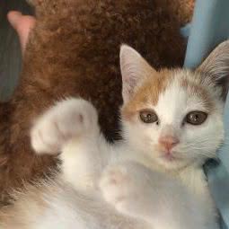 宠康动物医院:郑州市二七区橄榄城附近