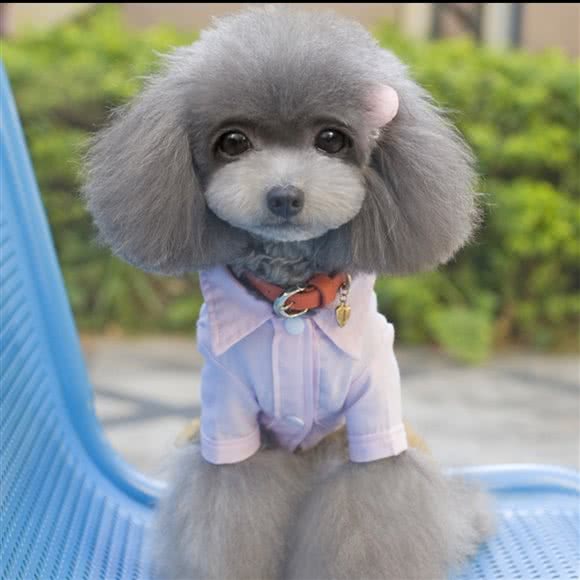 贝乐宠物:天津城区南开区天拖地区附近