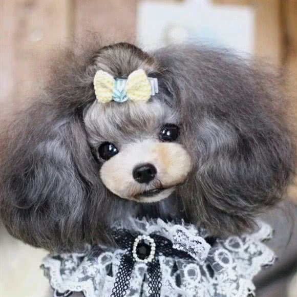 珠珠宠物店:郑州市二七区长途客运总站附近