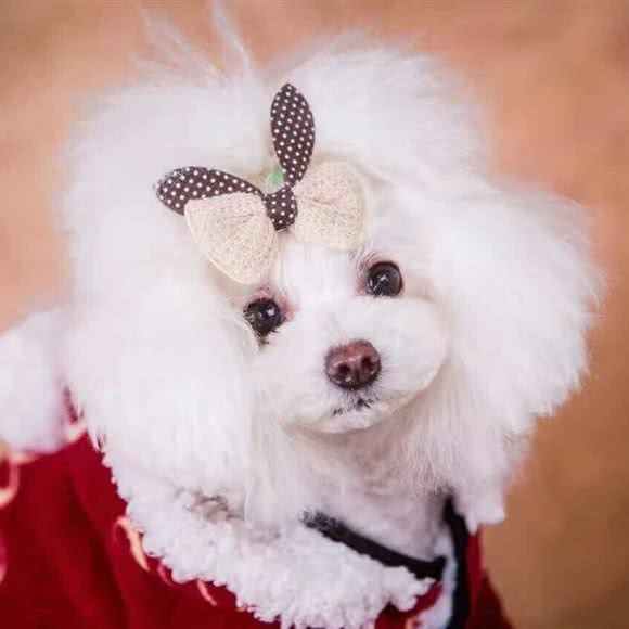 麦萌宠物(富田太阳城店):郑州市管城回族区富田太阳城附近