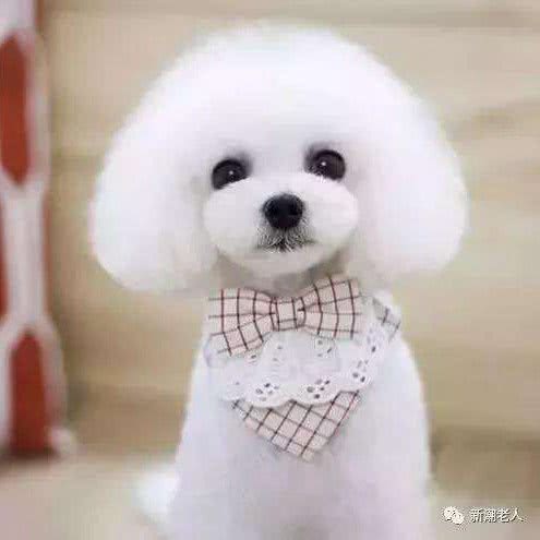 YoYo私宠:天津城区南开区天拖地区附近