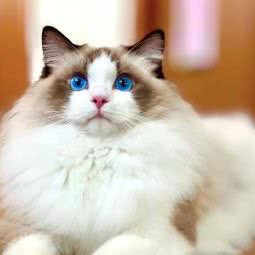 喵儿房布偶猫舍:郑州市管城回族区福都生活广场附近