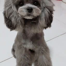 奇妙宠物店:郑州市管城回族区经开区附近