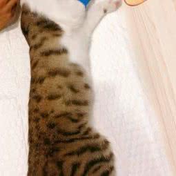 贝拉宠物医院:郑州市管城回族区经开区附近