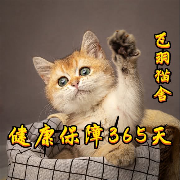 飞羽猫舍:郑州市管城回族区美景鸿城附近