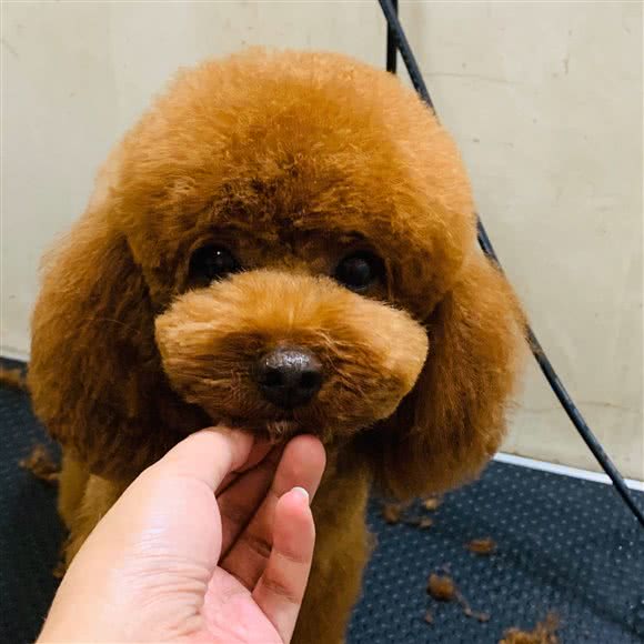 王炸宠物店:天津城区南开区咸阳路/黄河道附近