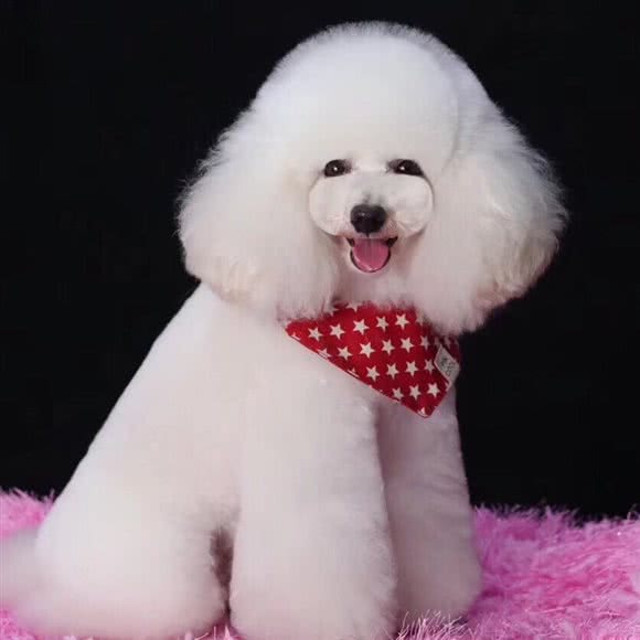 旺财宠物驿站:郑州市管城回族区橡树玫瑰城附近