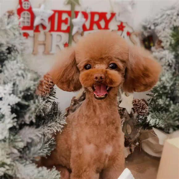 一云宠物(国贸店):郑州市金水区国贸360附近