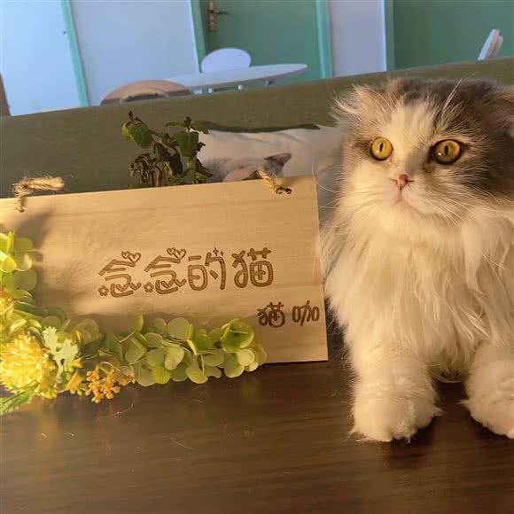念念的猫 猫咖:郑州市金水区国贸360附近
