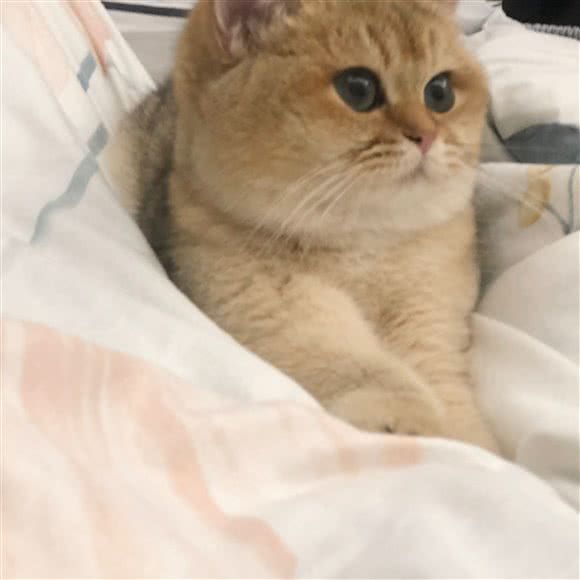 馋猫猫咖(国贸360店):郑州市金水区国贸360附近