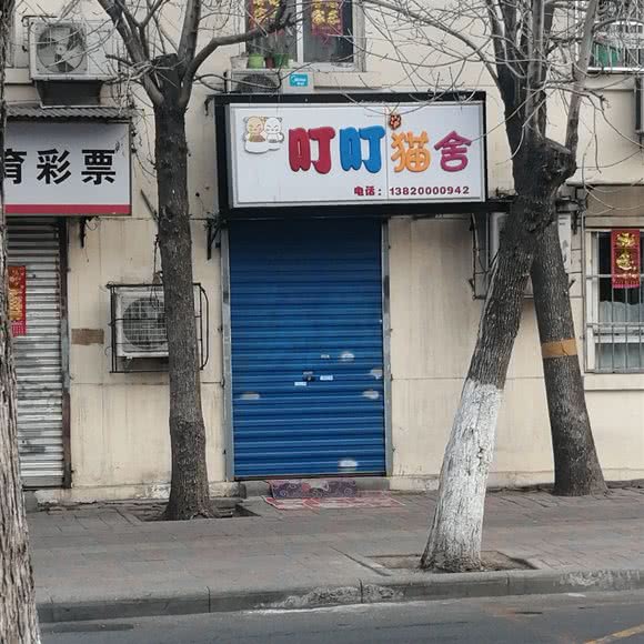 叮叮猫舍:天津城区南开区咸阳路/黄河道附近