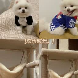 发柴宠物服饰:郑州市金水区东风路附近