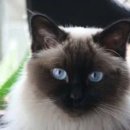 星云宠物萌宠物语:郑州市金水区东风路附近