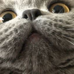 ohMyCat 英短猫舍:郑州市金水区东风路附近