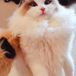 璟田人偶猫:郑州市金水区曼哈顿广场/英协路附近