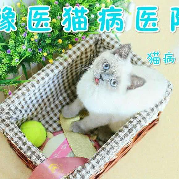 豫医猫病医院:郑州市金水区曼哈顿广场/英协路附近