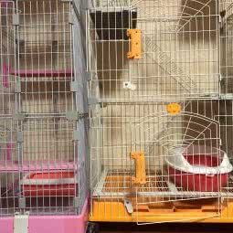 爱旺喵语猫舍:郑州市金水区大石桥/体育场附近