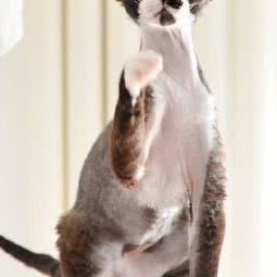 英客猫舍私宠宠物生活工作室:天津城区河北区中山路附近