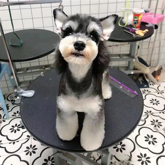 汪小淘宠物美容:郑州市金水区科技市场/硅谷广场附近