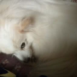 农大附属动物医院:郑州市金水区科技市场/硅谷广场附近